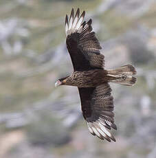 Caracara huppé