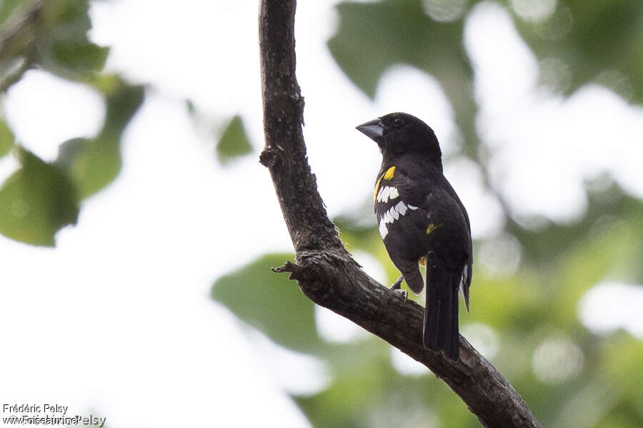 Cardinal à dos noir mâle adulte, pigmentation