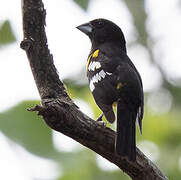 Black-backed Grosbeak