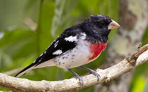 Cardinal à poitrine rose