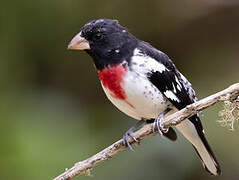 Rose-breasted Grosbeak