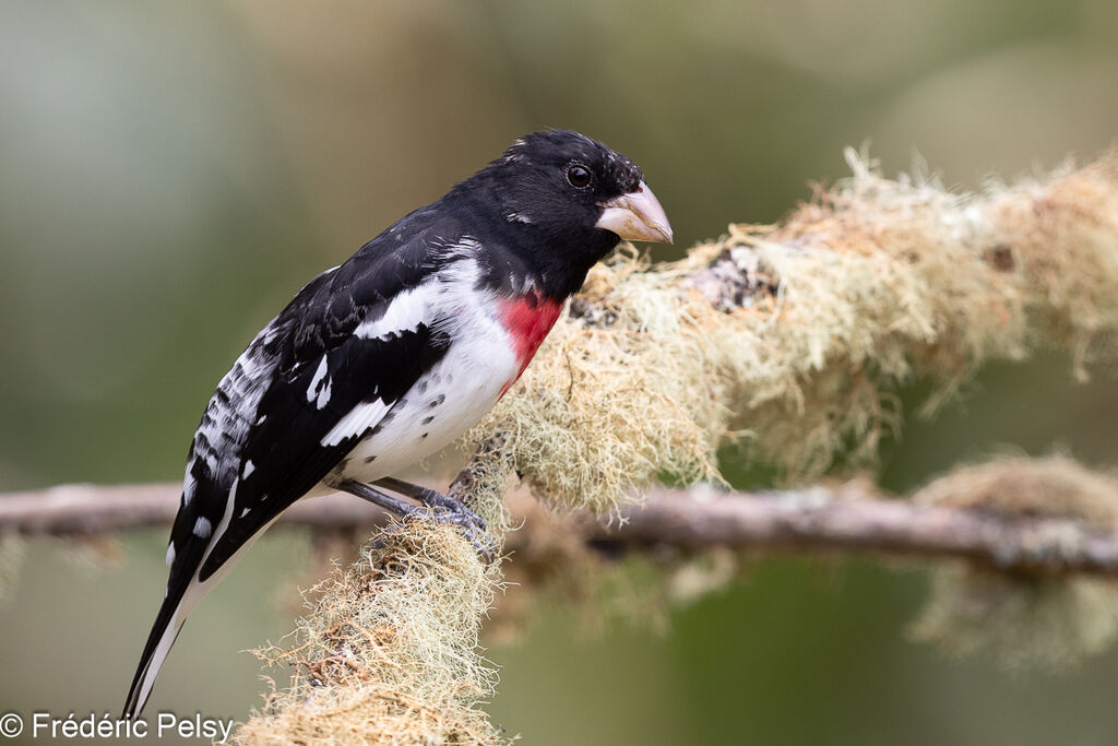 Rose-breasted Grosbeak male