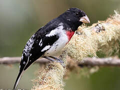 Rose-breasted Grosbeak