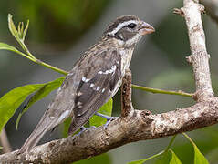 Rose-breasted Grosbeak