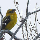 Cardinal à tête jaune