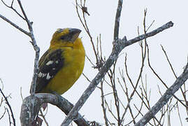 Cardinal à tête jaune