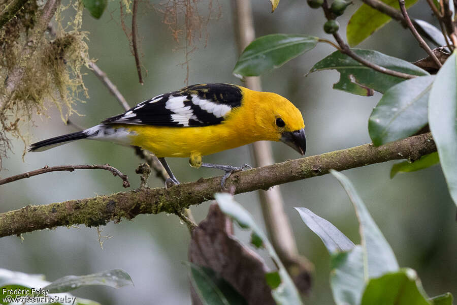 Golden Grosbeak male adult, identification