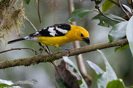 Golden Grosbeak