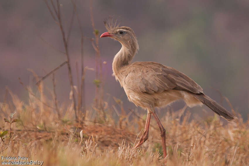 Red-legged Seriemaadult, identification