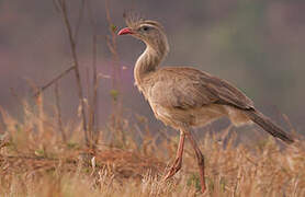 Red-legged Seriema