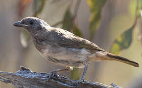 Crested Bellbird