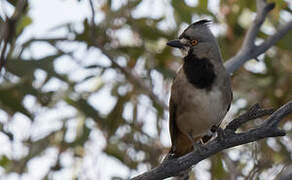 Crested Bellbird