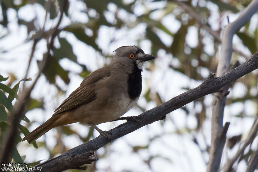 Crested Bellbird male adult, identification