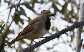 Crested Bellbird