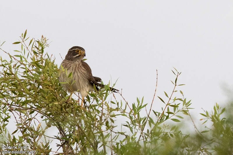 Spot-winged Falconet, habitat, fishing/hunting