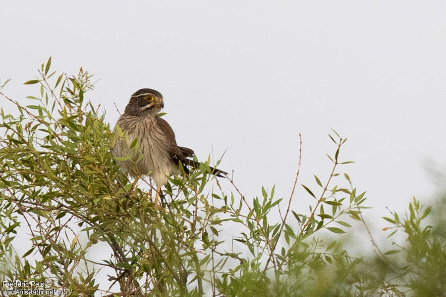 Carnifex à ailes tachetées, habitat, pêche/chasse