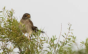 Spot-winged Falconet