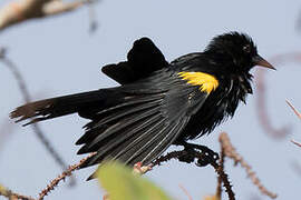 Yellow-shouldered Blackbird