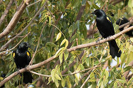 Yellow-shouldered Blackbird