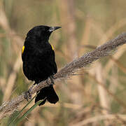 Yellow-winged Blackbird