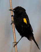 Yellow-winged Blackbird