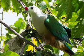 Red-knobbed Imperial Pigeon