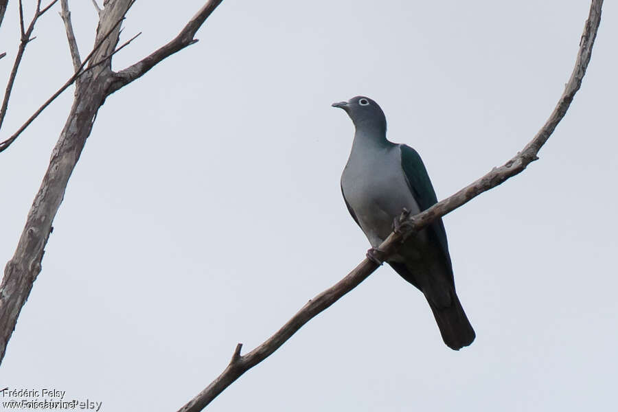 Spectacled Imperial Pigeon