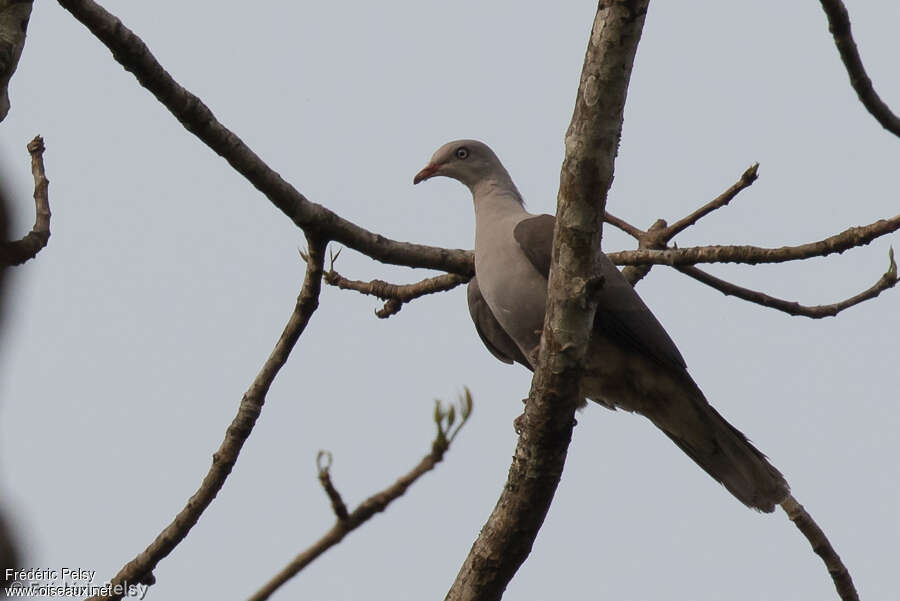 Mountain Imperial Pigeonadult, identification