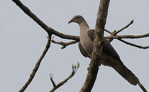 Mountain Imperial Pigeon