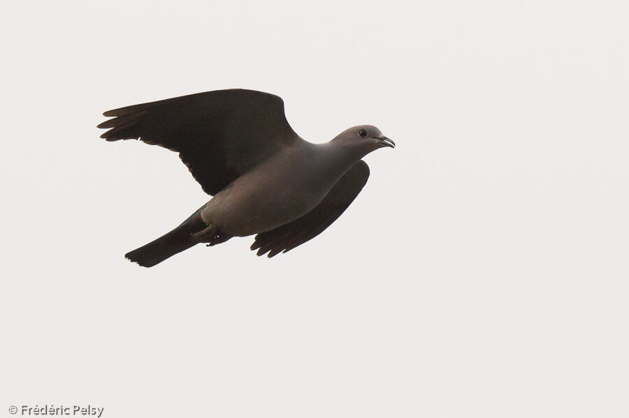 Mountain Imperial Pigeon, Flight