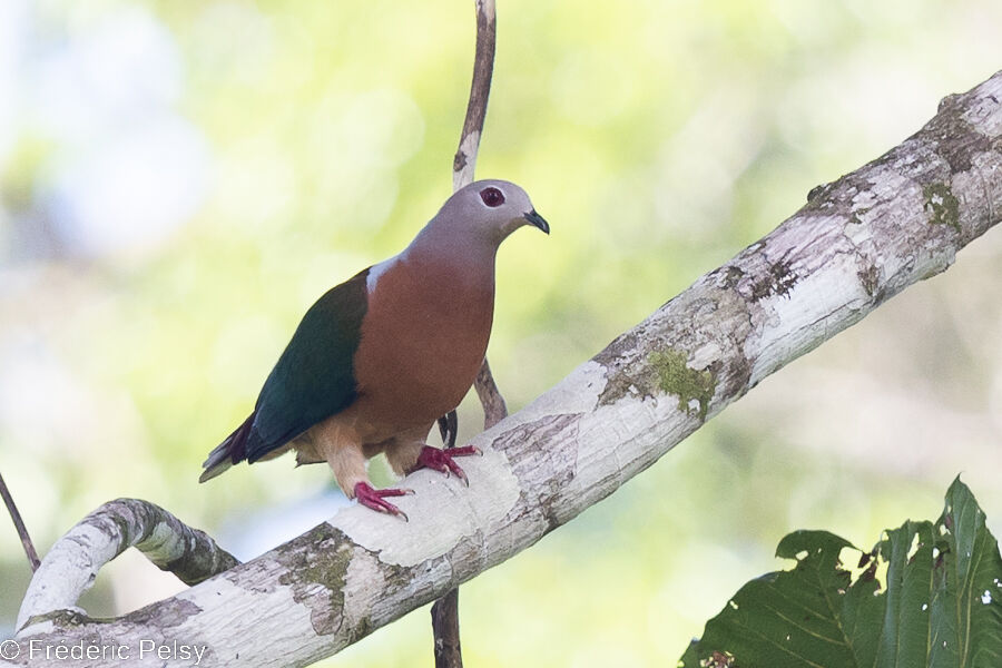 Purple-tailed Imperial Pigeon