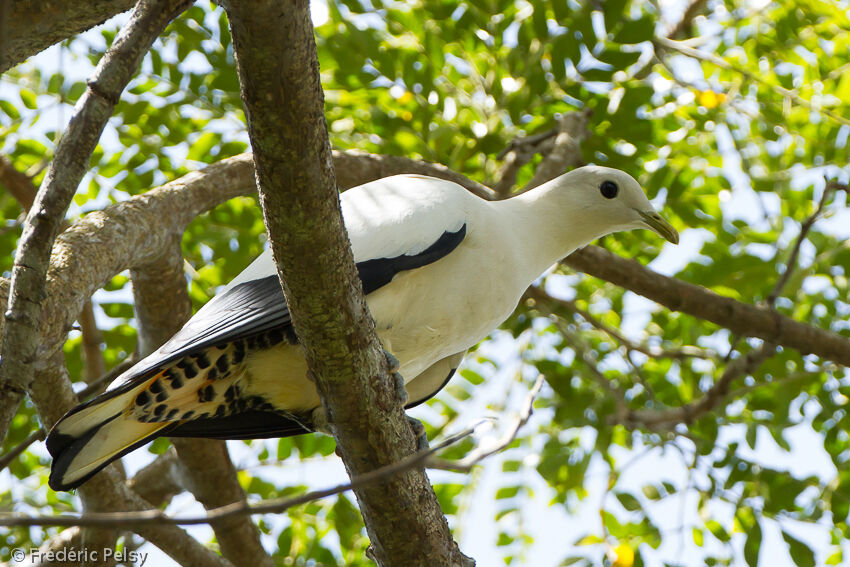 Torresian Imperial Pigeonadult