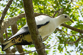 Torresian Imperial Pigeon