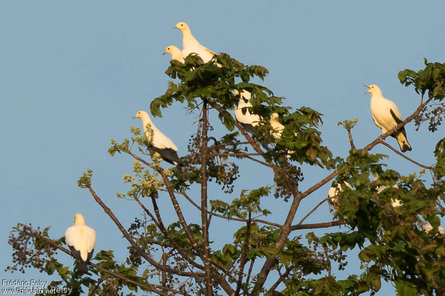 Carpophage blanc