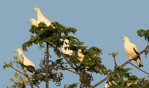 Pied Imperial Pigeon