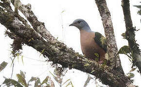 Rufescent Imperial Pigeon