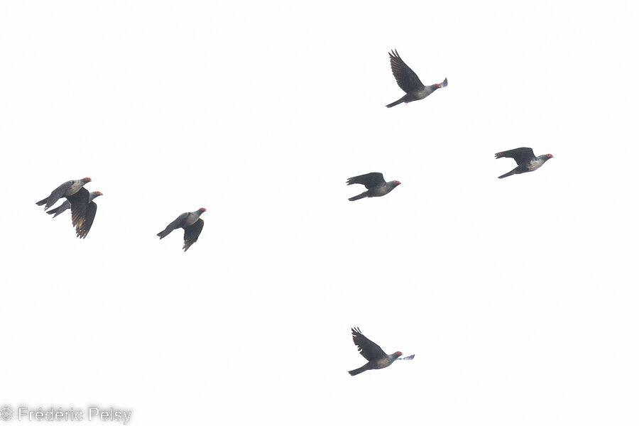 Papuan Mountain Pigeon