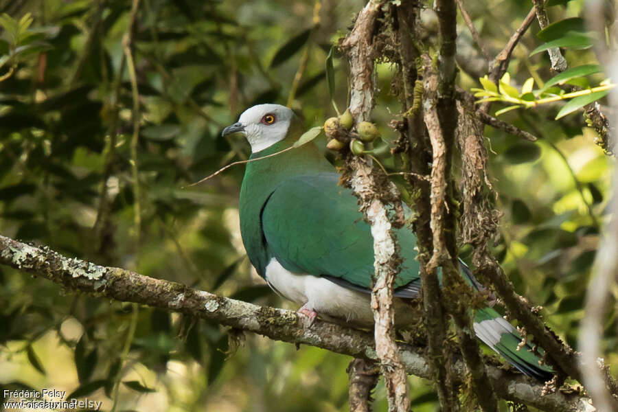 White-bellied Imperial Pigeonadult, identification