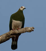 White-bellied Imperial Pigeon