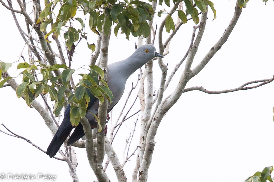 Geelvink Imperial Pigeon