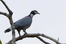 Collared Imperial Pigeon