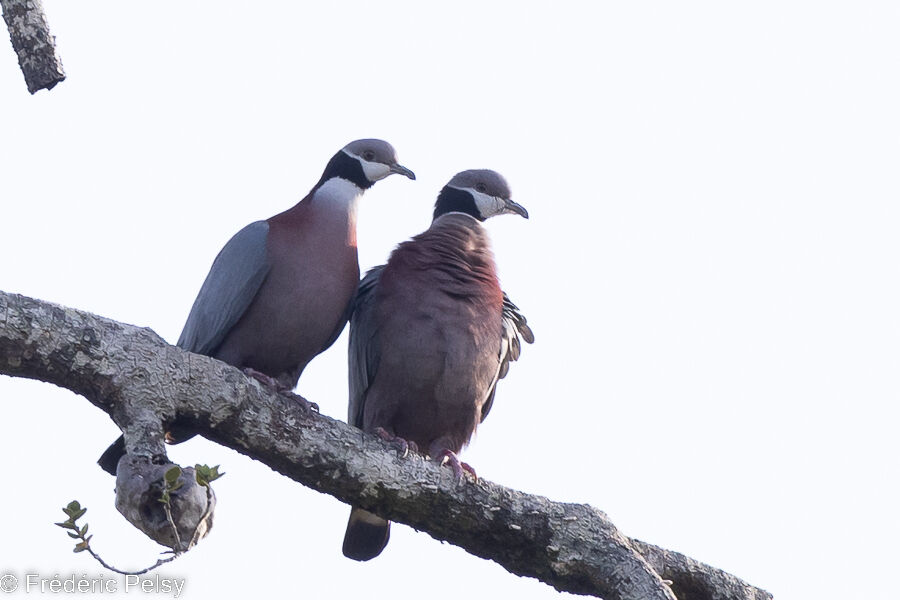 Collared Imperial Pigeonadult