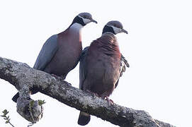 Collared Imperial Pigeon