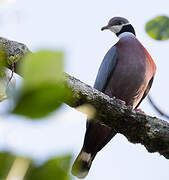 Collared Imperial Pigeon