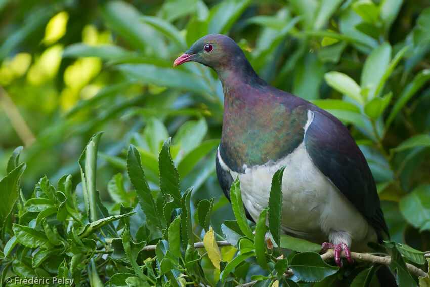 New Zealand Pigeonadult