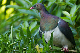 New Zealand Pigeon