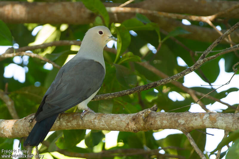 Grey Imperial Pigeonadult