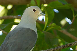 Grey Imperial Pigeon