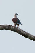 Zoe's Imperial Pigeon