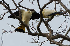 Yellowish Imperial Pigeon